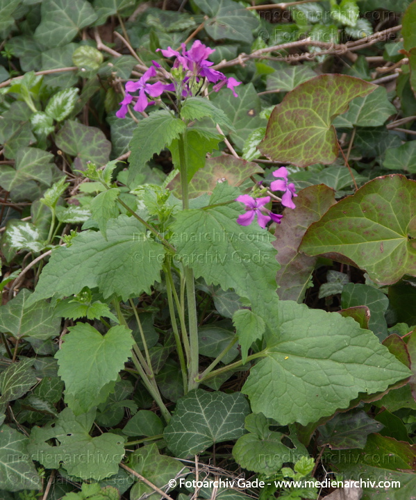 Garten-Silberblatt. Lunaria annua mit Blüten
5. 4. 2014. Berlin. Flora. Pflanzen. Garten-Silberblatt. Lunaria annua mit Blüten
Schlüsselwörter: 2014;Berlin;Blüte;Flora;Garten-Silberblatt;Germany;Lunaria annua;Pflanzen