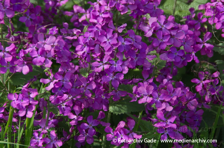 Einjähriges Silberblatt (Lunaria annua)
13. 4. 2014. Berlin. Wedding. Kleingartenkolonie Plötzensee. Flora. Pflanzen. Blühendes Einjähriges Silberblatt (Lunaria annua)
Schlüsselwörter: 2014;Berlin;Blüte;Einjähriges Silberblatt;Flora;Frühling;Germany;Lunaria annua;Pflanzen;Plötzensee