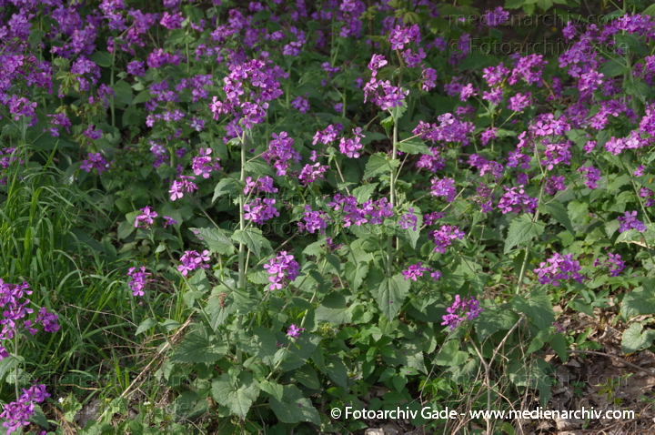 Einjähriges Silberblatt (Lunaria annua)
13. 4. 2014. Berlin. Wedding. Kleingartenkolonie Plötzensee. Flora. Pflanzen. Blühendes Einjähriges Silberblatt (Lunaria annua)
Schlüsselwörter: 2014;Berlin;Blüte;Einjähriges Silberblatt;Flora;Frühling;Germany;Lunaria annua;Pflanzen;Plötzensee
