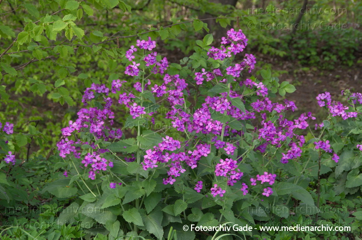 Einjähriges Silberblatt (Lunaria annua)
13. 4. 2014. Berlin. Wedding. Kleingartenkolonie Plötzensee. Flora. Pflanzen. Blühendes Einjähriges Silberblatt (Lunaria annua)
Schlüsselwörter: 2014;Berlin;Blüte;Einjähriges Silberblatt;Flora;Frühling;Germany;Lunaria annua;Pflanzen;Plötzensee