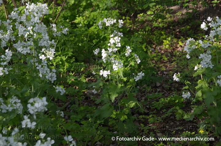 Blühendes Einjähriges Silberblatt (Lunaria annua chile)
13. 4. 2014. Berlin. Wedding. Kleingartenkolonie Plötzensee. Flora. Pflanzen. Blühendes Einjähriges Silberblatt (Lunaria annua chile) Weiße Blüte
Schlüsselwörter: 2014;Berlin;Blüte;Einjähriges Silberblatt;Flora;Frühling;Germany;Lunaria annua chile;Pflanzen;Plötzensee