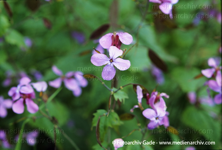 Silbertaler. Lunaria annus
Mai 1999.   Flora. Pflanzen.  Silbertaler (Lunaria annua).   Kreuzblütler (Brassicaceae). Höhe: 30 bis 100 cm. Blütezeit: Mai bis Juli. Violette Blüten.
Schlüsselwörter: 1999;Flora;Gamander-Ehrenpreis;Pflanzen;plants;Silbertaler