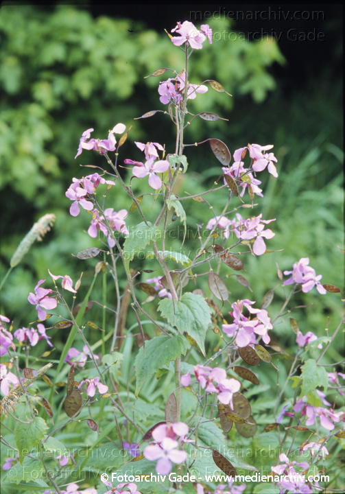 Silbertaler. Lunaria annus
Mai 1999.   Flora. Pflanzen.  Silbertaler (Lunaria annua).   Kreuzblütler (Brassicaceae). Höhe: 30 bis 100 cm. Blütezeit: Mai bis Juli. Violette Blüten.
Schlüsselwörter: 1999;Flora;Gamander-Ehrenpreis;Pflanzen;plants;Silbertaler