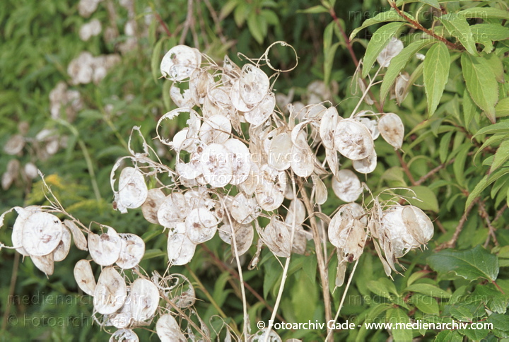 Gewöhnlicher Silbertaler. Lunaria annus
2001.  Gewöhnlicher Silbertaler (Lunaria annua).   Kreuzblütler (Brassicaceae).
Schlüsselwörter: 2001;Blüte;Flora;Gewöhnlicher Silbertaler;Lunaria annua;Natur;Pflanzen;plants;Silbertaler