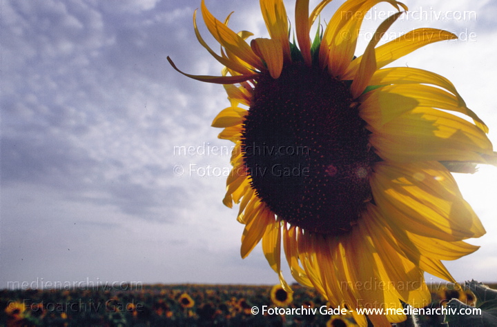 Sonnenblume (Helianthus annuus)
1994.  Brandenburg. Flora Pflanzen. Blumen. Sonnenblume (Helianthus annuus) Gattung: Sonnen (Helianthus) Korbblütler (Asteraceae) Blüten.
Schlüsselwörter: 1994;Blüte;Flora;Helianthus annuus;Köpfchenblütler;Pflanzen;plants;Sonnenblume
