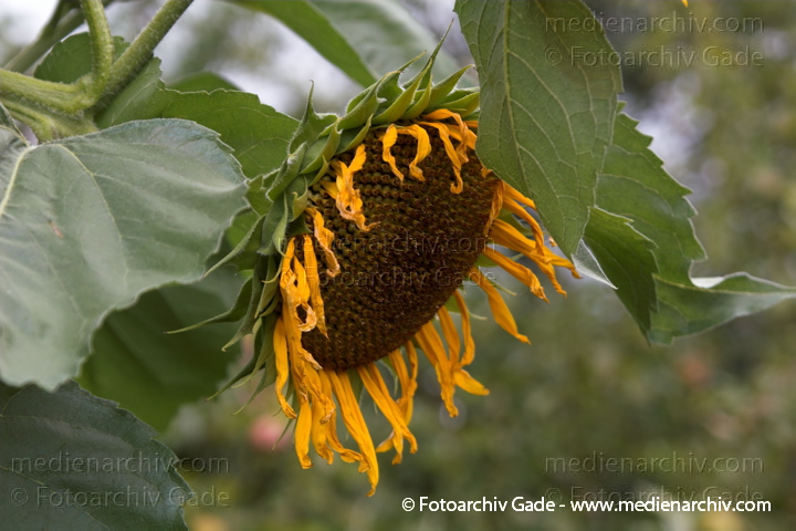 Sonnenblume (Helianthus annuus)
21.  8. 2006. Mecklenburg-Vorpommern. Carwitz. Flora. Pflanzen. Sonnenblume ((Helianthus annuus s. lat.).   Korbblütler (Asteraceae).
Schlüsselwörter: 2006;Carwitz;Flora;Helianthus annuus;Mecklenburg-Vorpommern;Pflanzen;plants;Sonnenblume