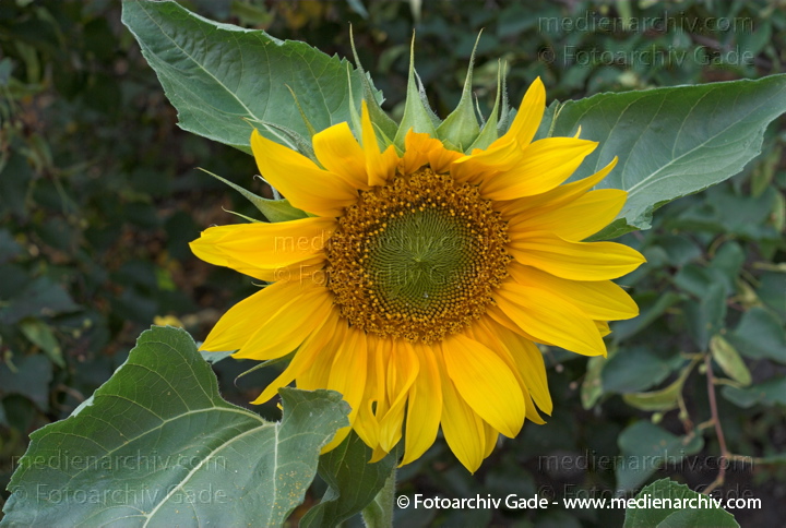Sonnenblume (Helianthus annuus)
4.  8. 2007. Brandenburg. Flora. Pflanzen. Sonnenblume
Schlüsselwörter: 2007;Flora;Helianthus annuus;Pflanzen;plants;Sonnenblume