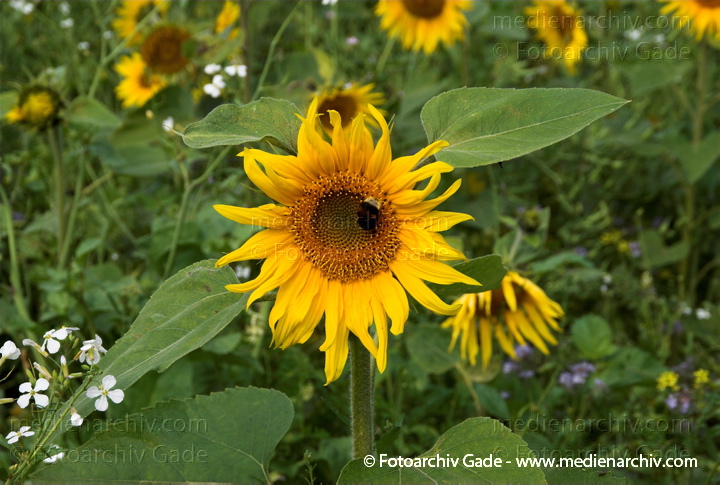 Sonnenblume (Helianthus annuus)
6.  9. 2008. Brandenburg. Bei Funkenhagen. Sonnenblumenfeld. Flora Pflanzen. Landwirtschaft.
Schlüsselwörter: 2008;Brandenburg;Flora;Helianthus annuus;Pflanzen;plants;Sonnenblume
