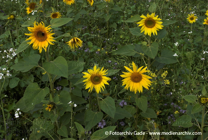 Sonnenblume (Helianthus annuus)
6.  9. 2008. Brandenburg. Bei Funkenhagen. Sonnenblumenfeld. Flora Pflanzen. Landwirtschaft.
Schlüsselwörter: 2008;Brandenburg;Flora;Helianthus annuus;Pflanzen;plants;Sonnenblume