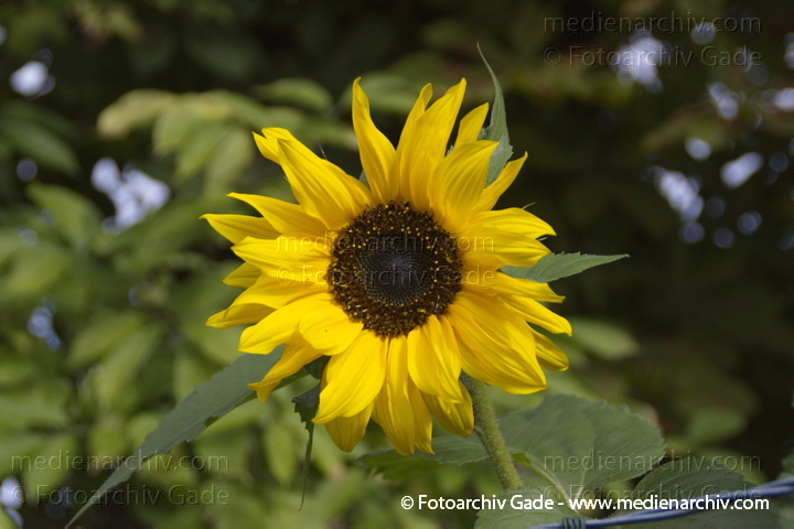 Sonnenblume (Helianthus annuus)
26.  9. 2013. Berlin. Flora. Pflanzen. Sonnenblume  (Helianthus annuus)
Schlüsselwörter: 2013;Berlin;Flora;Helianthus annuus;Pflanzen;plants;Sonnenblume