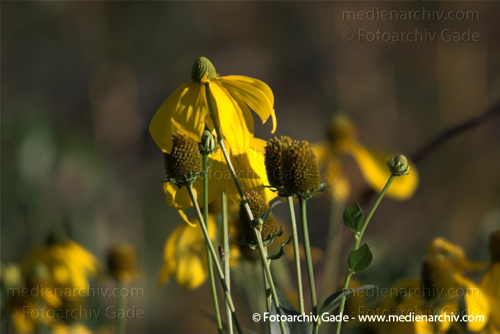 Sonnenhut. Echinaces
5.  9. 2010. Mecklenburg-Vorpommern. Carwitz. Flora. Pflanzen. Gelbe Blüten. Sonnenhut (Echinacea) Scheinsonnenhut oder Igelkopf genannt. Pflanzengattung aus der Korbblütler (Asteraceae)
Schlüsselwörter: 2010;Carwitz;Echinacea;Feldberger Seenlandschaft;Flora;Mecklenburg-Vorpommern;Natur;Pflanzen;plants;Sonnenhut