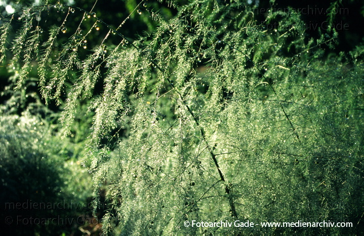 Gemüse-Spargel (Asparagus officinalis)
August 1998.   Mecklenburg-Vorpommern. Flora. Pflanzen. Blütenpflanzen. Einkeimblättrige. Gemüse-Spargel (Asparagus officinalis).   Spargelgewächse (Asparagaceae).
Schlüsselwörter: 1998;Asparagus officinalis;Deutschland;Flora;Gemüse-Spargel;gramen;Gras;Natur;Pflanzen;plants;Spargel