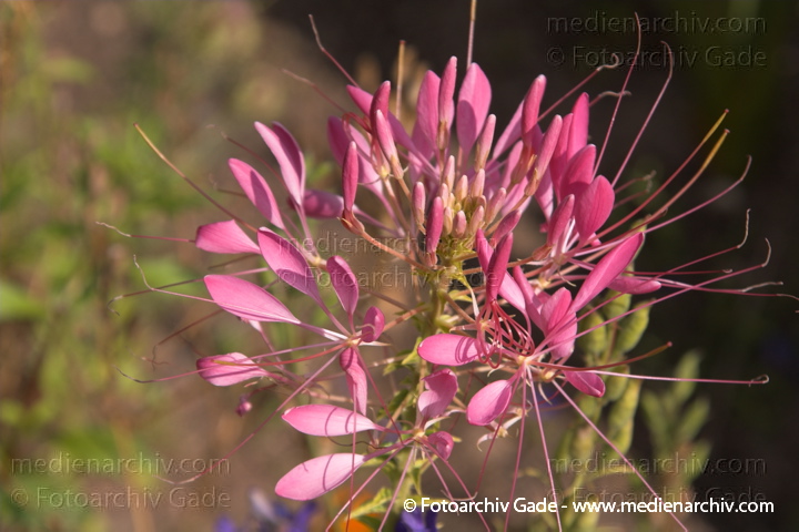 Spinnenblume oder Spinnen Tarenaya
14.  8. 2006. Mecklenburg-Vorpommern. Carwitz. Flora. Pflanzen. Spinnenblume oder Spinnenpflanze. Tarenaya hassleriana. Cleome hassleriana Chodat
Schlüsselwörter: 2006;Flora;Natur;Pflanzen;plants;Spinnenblume;Spinnenpflanze;Tarenaya