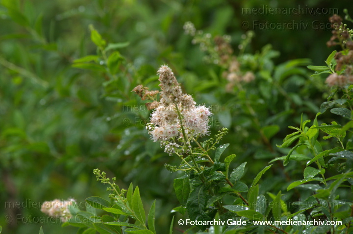 Spiersträucher (Spiraea)
4.  7. 2011. Mecklenburg-Vorpommern. Carwitz. Flora.  Pflanzen. Spiersträucher (Spiraea)
Schlüsselwörter: 2011;Blüte;Carwitz;Flora;Mecklenburg-Vorpommern;Natur;Pflanzen;plants;Spiersträucher;Spiraea