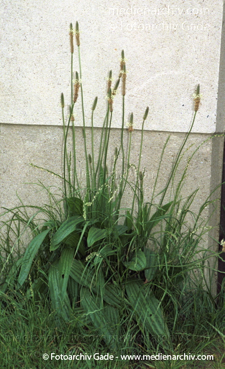 Spitz-Wegerich. Plantago lanceolats
9.  Juni 2002.  Brandenburg. Werder. Flora. Pflanzen. Bodengewächs. Spitz-Wegerich (Plantago lanceolata).   Wegerichgewächse (Plantaginaceae) Spitzwegerich
Schlüsselwörter: 2002;Bodengewächs;Brandenburg;Deutschland;Flora;Natur;Pflanzen;Plantago lanceolata;plants;Spitz-Wegerich;Spitzwegerich;Werder