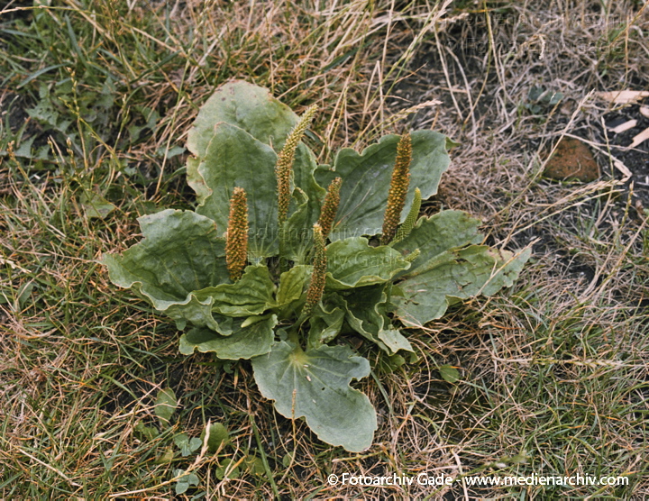 Juli 2002.  Berlin. Flora. Pflanzen
Großer Wegerich (Plantago major). Wegerichgewächse.
Volksnamen: Breitwegerich, Sauohr, Aderkrut, Katzen- schwanz
Schlüsselwörter: 2002;Berlin;Breit-Wegerich;Flora;Großer Wegerich;HeilPflanzen;Natur;Pflanze;Pflanzen;Plantago major;plants;Wegerichgewächse