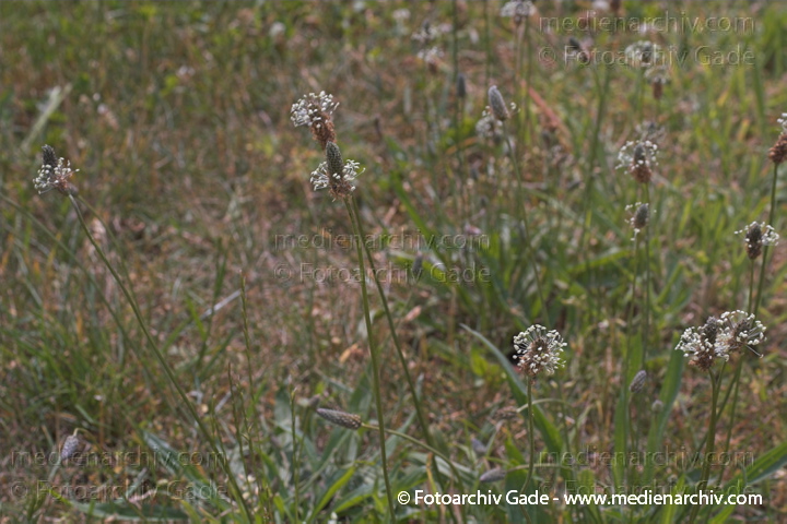 Spitz-Wegerich. Plantago laceolats
21.  Juni 2005. Mecklenburg-Vorpommern. Carwitz. Flora. Pflanzen. Spitz-Wegerich (Plantago laceolata).   Wegerichgewächse (Plantaginaceae). Spitzwegerich
Schlüsselwörter: 2005;Blume;Blumen;Blüte;Carwitz;Flora;Mecklenburg-Vorpommern;Natur;Pflanzen;Plantago laceolata;plants;Spitz-Wegerich;Spitzwegerich