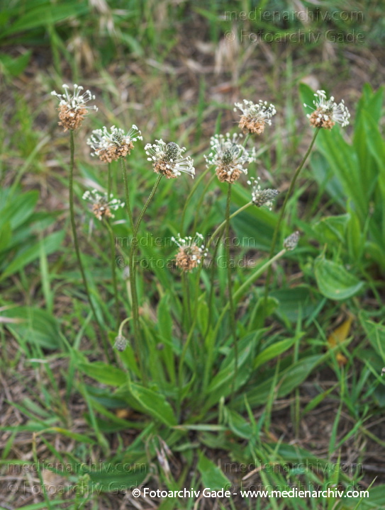 Spitz-Wegerich. Plantago lanceolats
Mai 2007.  Flora. Pflanzen. Spitz-Wegerich (Plantago lanceolata).   Wegerichgewächse (Plantaginaceae)
Schlüsselwörter: 2007;Flora;Pflanzen;plants;Spitz-Wegerich;Spitzwegerich