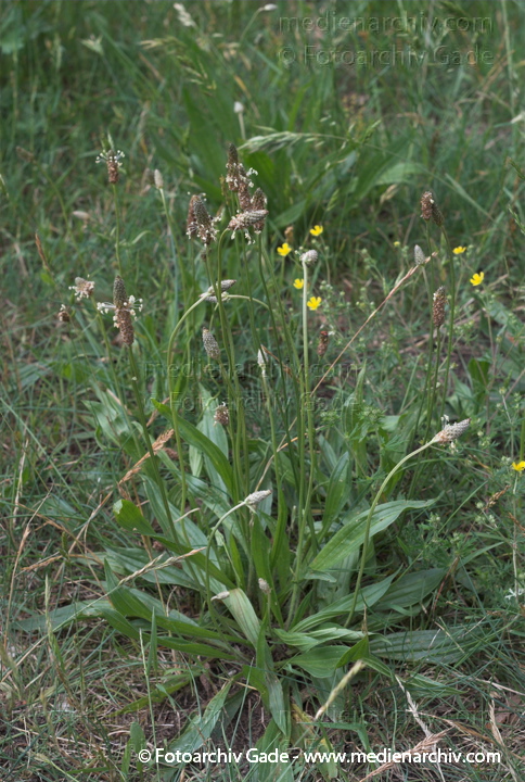 Spitz-Wegerich. Plantago lanceolats
Mai 2007.  Flora. Pflanzen. Spitz-Wegerich (Plantago lanceolata).   Wegerichgewächse (Plantaginaceae)
Schlüsselwörter: 2007;Flora;Pflanzen;plants;Spitz-Wegerich;Spitzwegerich