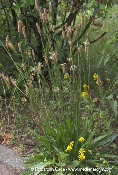 Spitzwegerich. Plantago lanceolats
Juni 2007.  Flora. Pflanzen. Spitz-Wegerich (Plantago lanceolata).   Wegerichgewächse (Plantaginaceae)
Schlüsselwörter: 2007;Flora;Pflanzen;plants;Spitz-Wegerich;Spitzwegerich