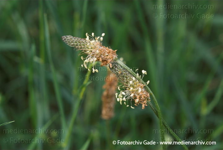 Spitzwegerich. Plantago lanceolats
Juni 2007.  Flora. Pflanzen. Spitz-Wegerich (Plantago lanceolata).   Wegerichgewächse (Plantaginaceae)
Schlüsselwörter: 2007;Flora;Pflanzen;plants;Spitz-Wegerich;Spitzwegerich