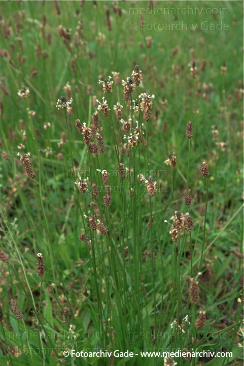 Spitzwegerich (Plantago lanceolata)
2009.  Flora. Pflanzen. Spitzwegerich (Plantago lanceolata)
Schlüsselwörter: 2009;Berlin;Flora;Natur;Pflanzen;Plantago lanceolata;plants;Spitzwegerich;Wedding
