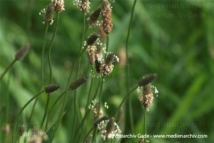 Spitzwegerich. Plantago lanceolats
13.  6. 2010. Berlin. Rehberge. Flora. Pflanzen. Spitzwegerich (Plantago lanceolata)
Schlüsselwörter: 2010;Berlin;Flora;Natur;Pflanzen;Plantago lanceolata;plants;Rehberge;Spitzwegerich;Wedding