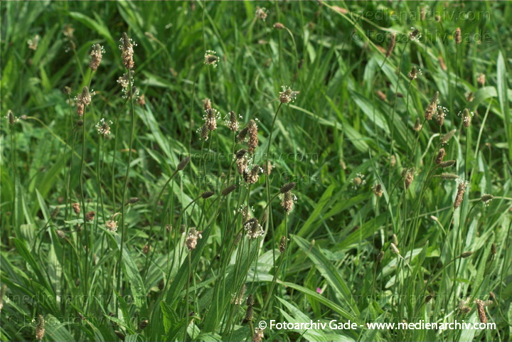 Spitzwegerich. Plantago lanceolats
13.  6. 2010. Berlin. Rehberge. Flora. Pflanzen. Spitzwegerich (Plantago lanceolata)
Schlüsselwörter: 2010;Berlin;Flora;Natur;Pflanzen;Plantago lanceolata;plants;Rehberge;Spitzwegerich;Wedding
