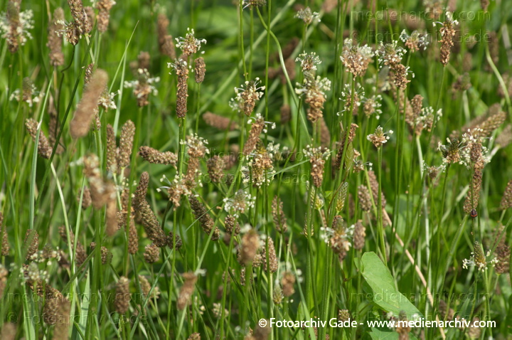 Spitzwegerich (Plantago lanceolata)
23.  6. 2012. Brandenburg. Ruppiner Land. Rhinluch. Linum. Flora. Pflanzen. Spitzwegerich (Plantago lanceolata)
Schlüsselwörter: 2012;Brandenburg;Flora;Linum;Natur;Pflanzen;Plantago lanceolata;plants;Rhinluch;Ruppiner Land;Spitzwegerich