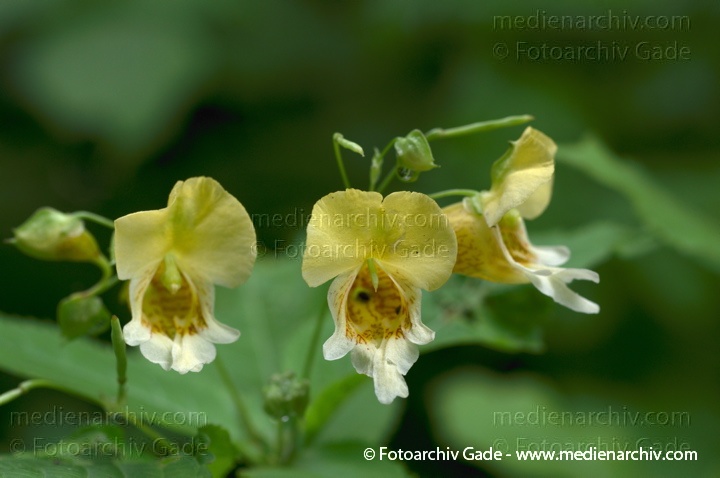 Springkräuter. Impatiens
01.  07. 2012. Berlin. Berlin-Mitte. Wedding. Flora. Pflanzen. Großes Springkraut (Impatiens noli-tangere), Gattung Springkräuter (Impatiens), Balsaminengewächse (Balsaminaceae)
Schlüsselwörter: 2012;Berlin;Flora;großes Springkraut;Impatiens;Impatiens noli-tangere;Natur;Pflanzen;plants;Springkraut;Wedding