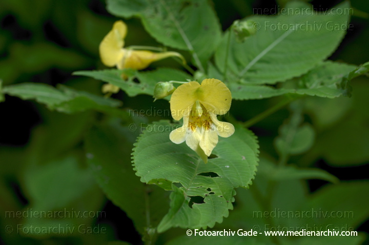 Springkräuter. Impatiens
01.  07. 2012. Berlin. Berlin-Mitte. Wedding. Flora. Pflanzen. Großes Springkraut (Impatiens noli-tangere), Gattung Springkräuter (Impatiens), Balsaminengewächse (Balsaminaceae)
Schlüsselwörter: 2012;Berlin;Flora;großes Springkraut;Impatiens;Impatiens noli-tangere;Natur;Pflanzen;plants;Springkraut;Wedding