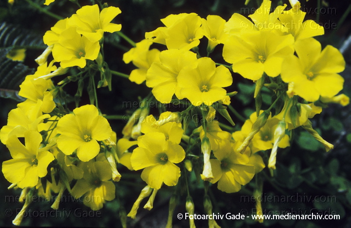 Italien. Sizilien. Primelgewächse. Hohe Schlüsselblume Wald-Primel. Primula elatior
1978.  Italien. Sizilien. Flora Pflanzen. Primelgewächse. Hohe Schlüsselblume Wald-Primel (Primula elatior)
Schlüsselwörter: 1978;Blumen;Blüte;Flora;Hohe Schlüsselblume;Italien;Natur;Pflanzen;plants;Primelgewächse;Schlüsselblume;Sizilien