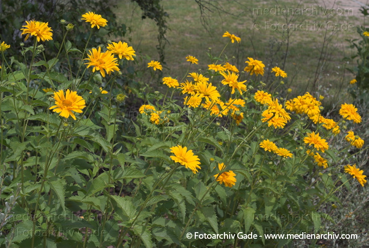 Staudensonnenblume. Helianthus decapetalus
26.  6. 2007. Mecklenburg-Vorpommern. Carwitz. Flora. Pflanzen. Blüten. Staudensonnenblume. Helianthus decapetalus
Schlüsselwörter: 2007;Blüte;Carwitz;Flora;Helianthus decapetalus;Mecklenburg-Vorpommern;Natur;Pflanzen;plants;Staudensonnenblume
