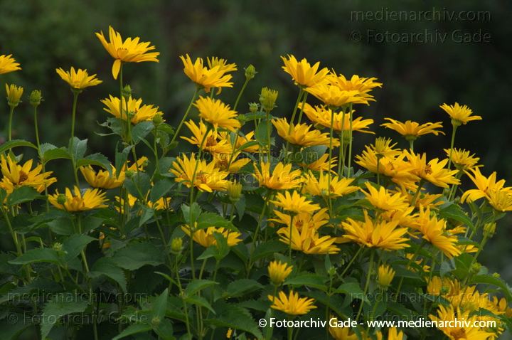 Staudensonnenblume. Helianthus decapetalus
3.  7. 2011. Mecklenburg-Vorpommern. Carwitz. Flora. Pflanzen. Staudensonnenblume. Helianthus decapetalus
Schlüsselwörter: 2011;Blüte;Carwitz;Flora;Helianthus decapetalus;Mecklenburg-Vorpommern;Natur;Pflanzen;plants;Staudensonnenblume