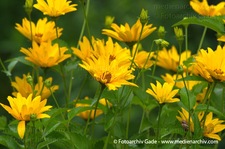 Staudensonnenblume. Helianthus decapetalus
4.  7. 2011. Mecklenburg-Vorpommern. Carwitz. Flora.  Pflanzen. Staudensonnenblume. Helianthus decapetalus
Schlüsselwörter: 2011;Blüte;Carwitz;Flora;Helianthus decapetalus;Mecklenburg-Vorpommern;Natur;Pflanzen;plants;Staudensonnenblume