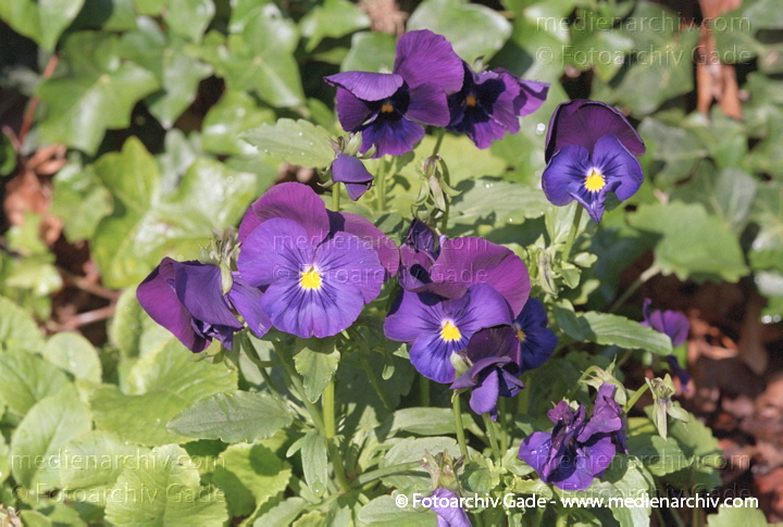 Vailchengewächse. Wildes Stiefmütterchen Gewöhnliches Stiefmütterchen. Viola tricolor
Juni 2004.   Flora Pflanze Vailchengewächse. Wildes Stiefmütterchen Gewöhnliches Stiefmütterchen (Viola tricolor)
Schlüsselwörter: 2004;Blumen;Blüte;Deutschland;Flora;Gewöhnliches Stiefmütterchen;Natur;Pflanzen;plants;Stiefmütterchen;Vailchengewächse;Viola tricolor;Wildes Stiefmütterchen