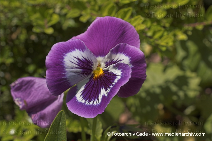 Vailchengewächse. Wildes Stiefmütterchen Gewöhnliches Stiefmütterchen. Viola tricolor
21.  Juni 2005. Mecklenburg-Vorpommern. Carwitz. Flora Pflanze Vailchengewächse. Wildes Stiefmütterchen Gewöhnliches Stiefmütterchen (Viola tricolor)
Schlüsselwörter: 2005;Blumen;Blüte;Flora;Gewöhnliches Stiefmütterchen;Mecklenburg-Vorpommern;Natur;Pflanzen;plants;Stiefmütterchen;Vailchengewächse;Viola tricolor;Wildes Stiefmütterchen