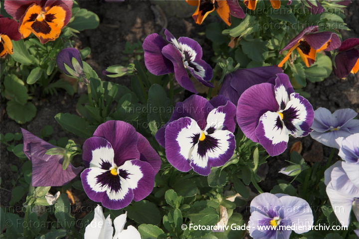 Tiergarten. Blumen. Stiefmütterchen. Veilchen. Viola. Veilchengewächse. Violaceae
3.  5. 2009. Berlin. Berlin-Mitte. Tiergarten. Flora Pflanzen Blumen. Stiefmütterchen. Veilchen (Viola) Veilchengewächse (Violaceae)
Schlüsselwörter: 2009;Berlin;Blüte;Flora;Natur;Pflanzen;plants;Stiefmütterchen;Veilchengewächs;Violaceae