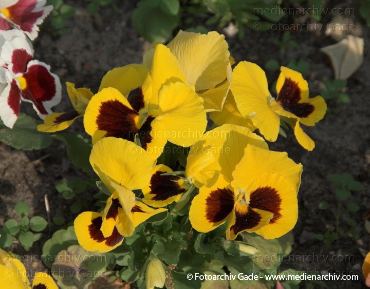 Tiergarten. Blumen. Stiefmütterchen. Veilchen. Viola. Veilchengewächse. Violaceae
3.  5. 2009. Berlin. Berlin-Mitte. Tiergarten. Flora Pflanzen Blumen. Stiefmütterchen. Veilchen (Viola) Veilchengewächse (Violaceae)
Schlüsselwörter: 2009;Berlin;Blüte;Flora;Natur;Pflanzen;plants;Stiefmütterchen;Veilchengewächs;Violaceae