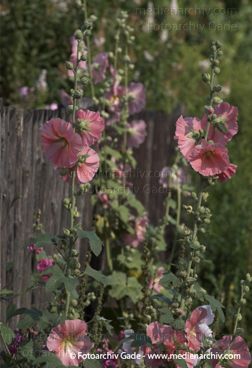 Stockrose. Alcea rosea
8.  7. 2011. Mecklenburg-Vorpommern. Carwitz. Flora. Pflanzen. Stockrose. Alcea rosea
Schlüsselwörter: 2011;Alcea rosea;Carwitz;Flora;Mecklenburg-Vorpommern;Natur;Pflanzen;plants;Stockrose