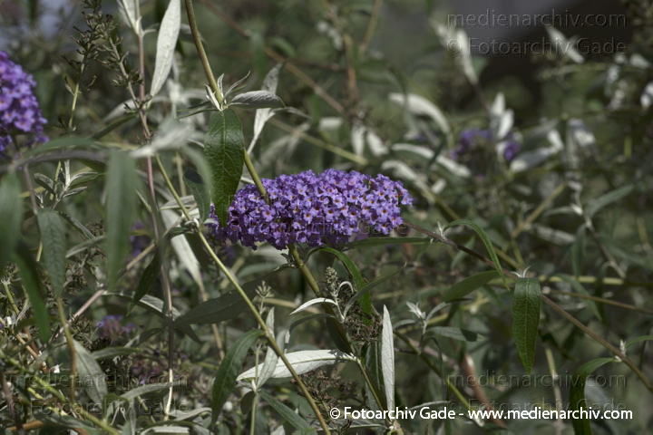 Sommerflieder (Buddleja) Buddleia
19.  9. 2010. Berlin. Flora. Pflanzen. Sommerflieder (Buddleja) Buddleia
Schlüsselwörter: 2010;Berlin;Buddleia;Buddleja;Flora;Natur;Pflanzen;plants;Sommerflieder