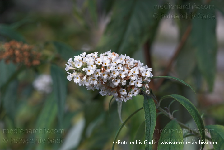 Sommerflieder (Buddleja) Buddleia
1.  10. 2010. Berlin. Flora. Pflanzen. Sommerflieder (Buddleja) Buddleia
Schlüsselwörter: 2010;Berlin;Buddleia;Buddleja;Flora;Natur;Pflanzen;plants;Sommerflieder