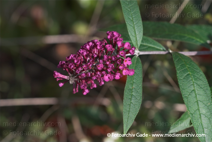 Sommerflieder (Buddleja) Buddleia
1.  10. 2010. Berlin. Flora. Pflanzen. Sommerflieder (Buddleja) Buddleia
Schlüsselwörter: 2010;Berlin;Buddleia;Buddleja;Flora;Natur;Pflanzen;plants;Sommerflieder