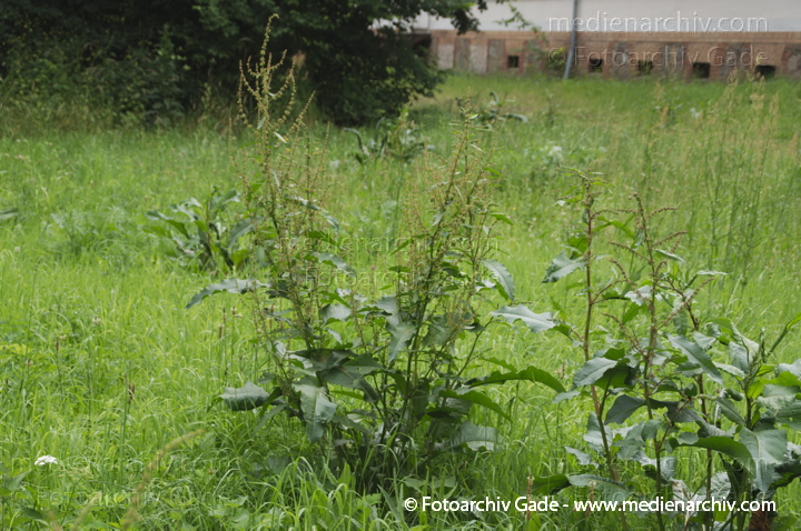 Stumpfblättriger Ampfer (Rumex obtusifolius)
17. 6. 2014. Flora. Pflanze. Stumpfblättriger Ampfer (Rumex obtusifolius)
Schlüsselwörter: 2014;Ampfer;Brandenburg;Flora;Pflanzen;Rumex obtusifolius;Stumpfblättriger Ampfer