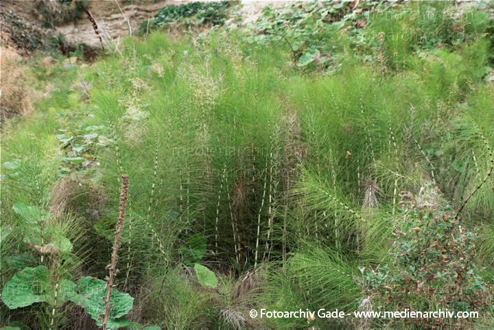 Schachtelhalme. Equisetum
28.  9. 2009. Mecklenburg-Vorpommern. Insel Rügen. Sassnitz Flora. Pflanzen. Schachtelhalme (Equisetum)
Schlüsselwörter: 2009;Equisetum;Flora;Insel;Mecklenburg-Vorpommern;Natur;Pflanzen;plants;Rügen;Sassnitz;Schachtelhalme