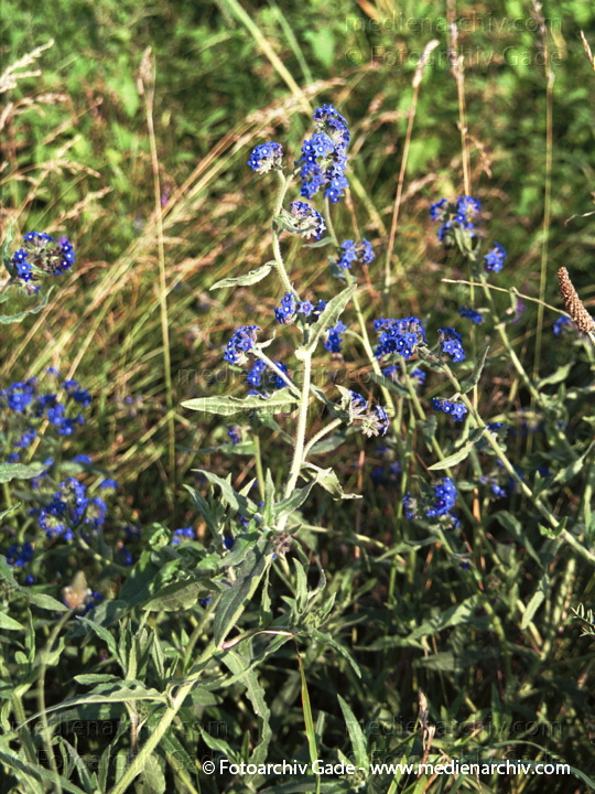 Sumpfvergissmeinnicht. Myosotis palustris
Juli 2001.   Flora. Pflanzen.  Raublattgewächse = Borretschgewächse. Sumpfvergissmeinnicht  (Myosotis palustris).
Schlüsselwörter: 2001;Blume;Blüte;Flora;Myosotis palustris;Pflanzen;plants;Sumpfvergissmeinnicht