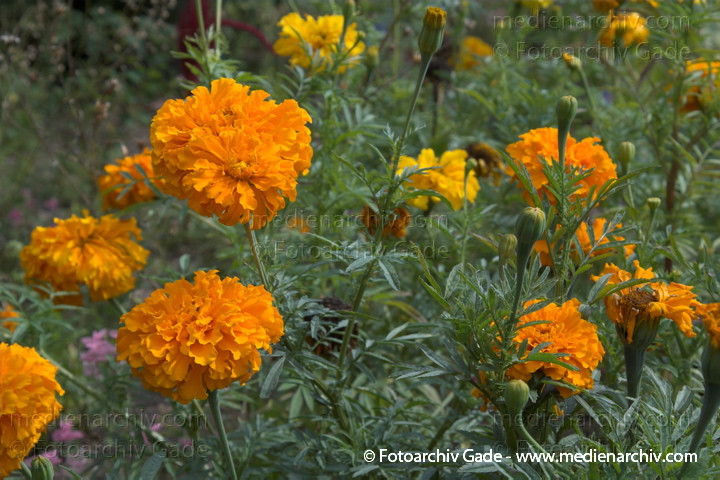 Tagetes. Tagetes spec.. Astern
21.  8. 2006. Mecklenburg-Vorpommern. Carwitz. Flora. Pflanzen. Tagetes (Tagetes spec.).   Korbblütler (Asteraceae). Astern
Schlüsselwörter: 2006;Astern;Flora;Natur;Pflanzen;plants;Tagetes
