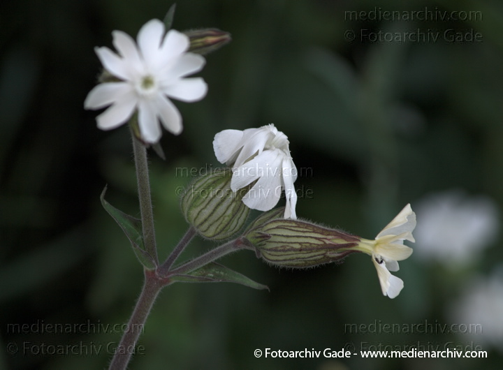 Taubenkropf-Leimkraut. Silene vulgaris
23.  06.2009. Leimkraut. Flora. Pflanzen. Taubenkropf-Leimkraut (Silene vulgaris) auch Gewöhnliches Leimkraut, Aufgeblasenes Leimkraut, Klatschnelke. Nelkengewächse (Caryophyllaceae)
Schlüsselwörter: 2009;Flora;Leimkraut;Mecklenburg-Vorpommern;Natur;Pflanzen;plants;Silene vulgaris;Taubenkropf-Leimkraut
