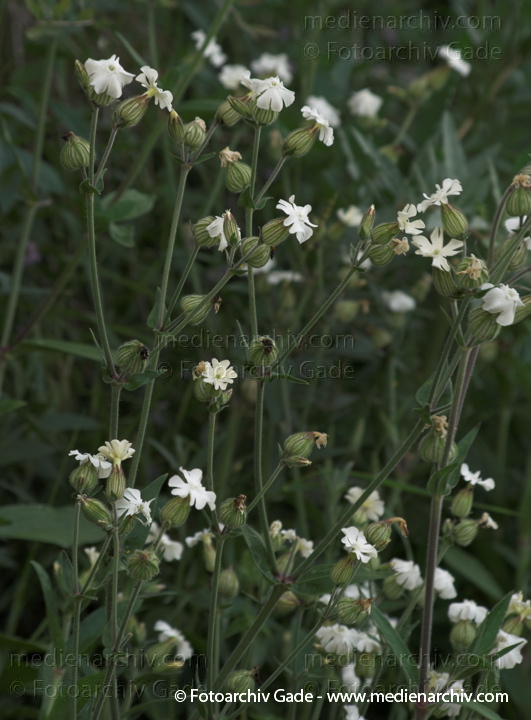 Taubenkropf-Leimkraut. Silene vulgaris
23.  06.2009. Leimkraut. Flora. Pflanzen. Taubenkropf-Leimkraut (Silene vulgaris) auch Gewöhnliches Leimkraut, Aufgeblasenes Leimkraut, Klatschnelke. Nelkengewächse (Caryophyllaceae)
Schlüsselwörter: 2009;Flora;Leimkraut;Mecklenburg-Vorpommern;Natur;Pflanzen;plants;Silene vulgaris;Taubenkropf-Leimkraut