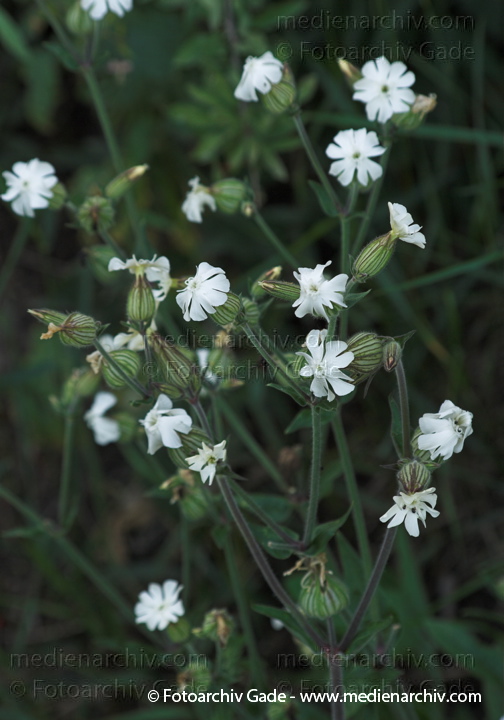 Taubenkropf-Leimkraut. Silene vulgaris
23.  06.2009. Leimkraut. Flora. Pflanzen. Taubenkropf-Leimkraut (Silene vulgaris) auch Gewöhnliches Leimkraut, Aufgeblasenes Leimkraut, Klatschnelke. Nelkengewächse (Caryophyllaceae)
Schlüsselwörter: 2009;Flora;Leimkraut;Mecklenburg-Vorpommern;Natur;Pflanzen;plants;Silene vulgaris;Taubenkropf-Leimkraut